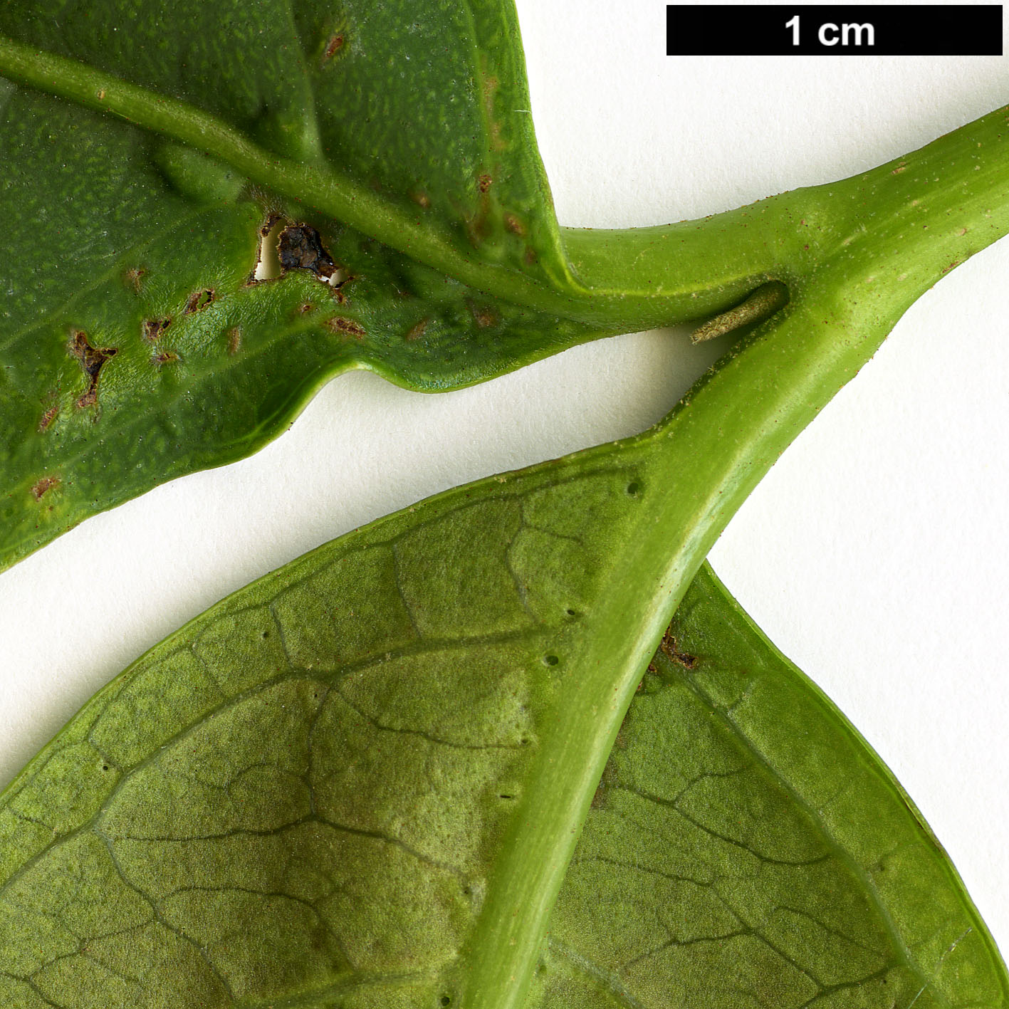 High resolution image: Family: Adoxaceae - Genus: Viburnum - Taxon: BSWJ 3913